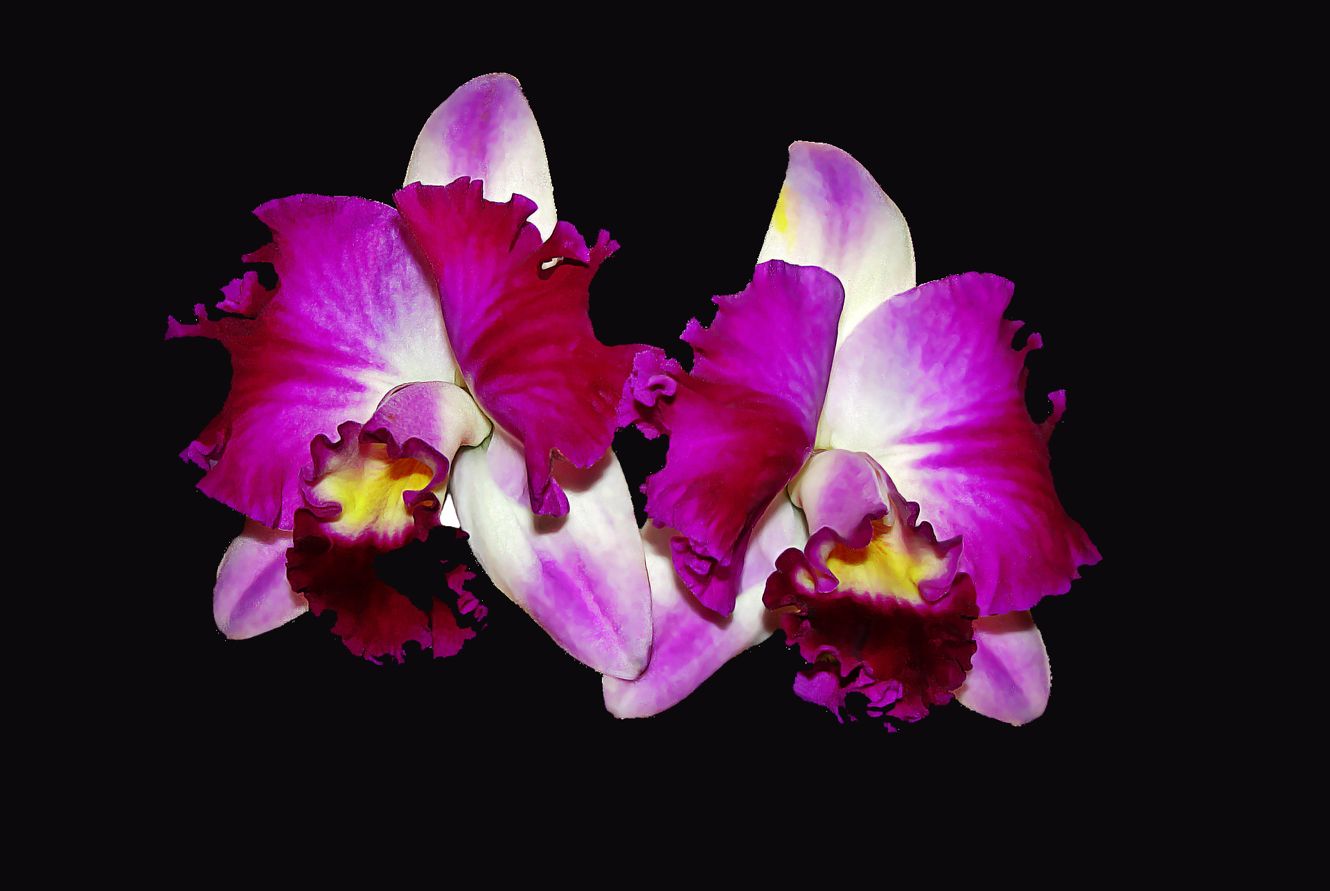 Cattleya B&B